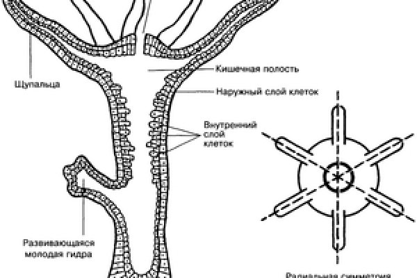 Кракен купить гашиш